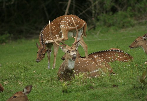 Mudumalai-National-Park-and-Wildlife-Sanctuary